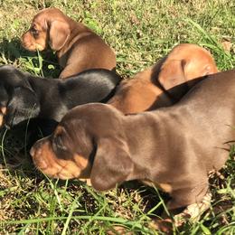 Dachshund Puppies from Shotzie Doxie Co.