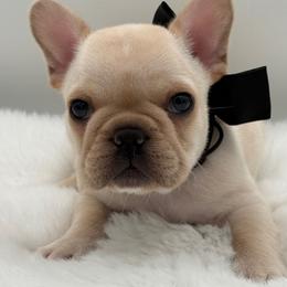 Holden - Cream male French Bulldog puppy in Largo, Florida from Big Daddy Frenchies
