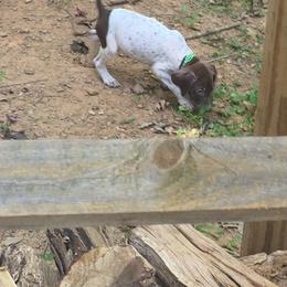 Green boy kw26 - Liver and white male German Shorthaired Pointer puppy in Dahlonega, Georgia from Pointer Mountain Bird Dogs