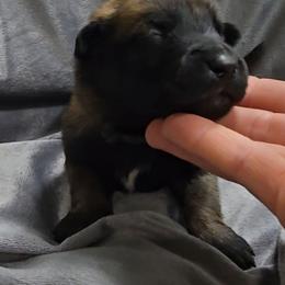 Echo's Black - Mahogany male Belgian Malinois puppy in Berry, Alabama from North River k9