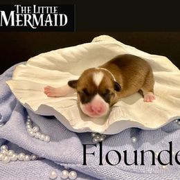 Pembroke Welsh Corgi puppies from Happily Ever After Corgis