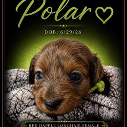 Polar - Dapple female Dachshund puppy in Shawnee, Oklahoma from Magic Eagle Miniature Dachshunds