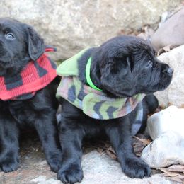 Labrador Retrievers from Eastlake Labradors