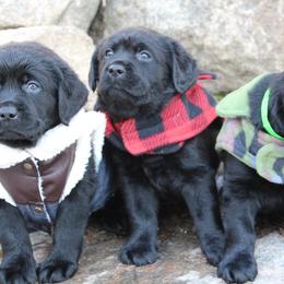Labrador Retrievers from Eastlake Labradors