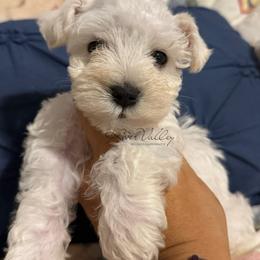 Milo - White male Miniature Schnauzer puppy in Russellville, Arkansas from River Valley Great Danes & Miniature Schnauzers