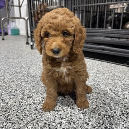 Harry Potter - Apricot male Poodle puppy in Godley, Texas from Godley Designer Doodles