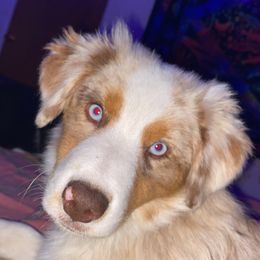 Zelda - Miniature American Shepherd