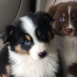 Australian Shepherds and Treeing Walker Coonhounds from Bluegrass BET Aussie’s