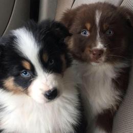 Australian Shepherds and Treeing Walker Coonhounds from Bluegrass BET Aussie’s