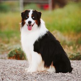 Chase - Australian Shepherd