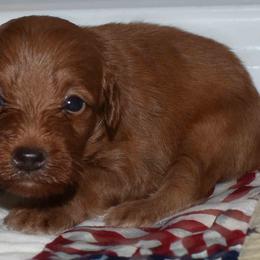 Boy 2 - Red  male Goldendoodle puppy in Jasper, Indiana from Hilltop Pups By Abby, LLC