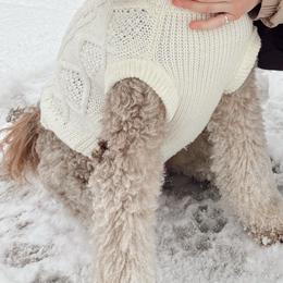 Jo - Goldendoodle