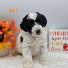Carl - Black and white male Bernedoodle puppy in Summerville, South Carolina from Channys Doodles