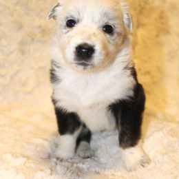 Border Collie Puppies from Bridges Border Collies