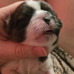 Girl tri - Tricolor female Shih Tzu puppy in Missouri from Farm Animal Mommy Shih tzu's