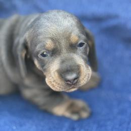 Female 2 - Gray (blue) and tan female Dachshund puppy in Bakersfield, California from Open Hourglass LLC