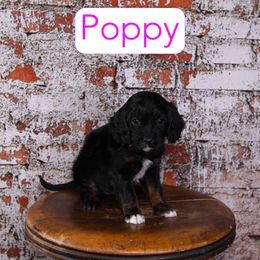 Poppy - Black and tan female Cavapoo puppy in Calhoun, Georgia from Happy Top Doodles