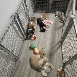 American Corgi Puppies from Whitecreek Corgis of Columbus, IN