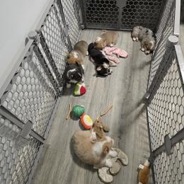 American Corgi Puppies from Whitecreek Corgis of Columbus, IN