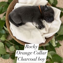 Rocky - Charcoal male Dilute Retriever puppy in Kenton, Ohio from Lynn Valley Labradors