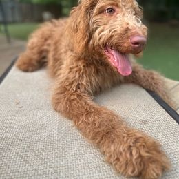 Azul - Red  Goldendoodle puppy in Fort Worth, Texas from Shapa Breeding