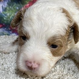 Pete - Cream male Aussiedoodle puppy in Lebanon, Missouri from Cobbs Creek Canines