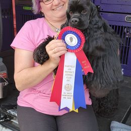 Cocker Spaniel All Grown Up from Starlight's American Cockers