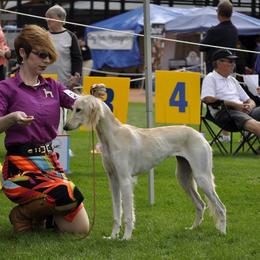 Saluki Puppies from Kushiel Salukis