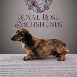 Chita - Dachshund