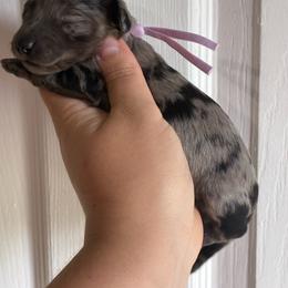 Sarah - Dapple female Dachshund puppy in Springfield, Tennessee from Savannah’s Doxie Palace