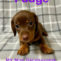 Fudge - Chocolate and tan male Dachshund puppy in Carlsbad, Texas from MV Mini Dachshunds
