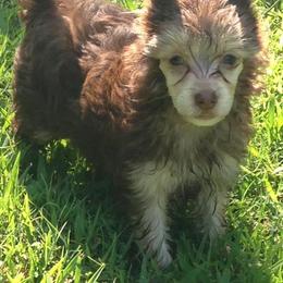 Chinese Crested Puppies from DeBahTrio Chinese Cresteds