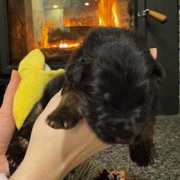 Boy 2 - Black and red male German Shepherd puppy in Snohomish, Washington from Wataha Shepherds