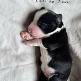 Cove - Black & white male Australian Shepherd puppy in Newton, Mississippi from Bright Star Aussies