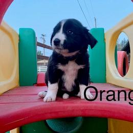 Border Collie and Labrador Retriever Puppies from Heron Oak's Ranch LLC & Vetro's Duck Dogs
