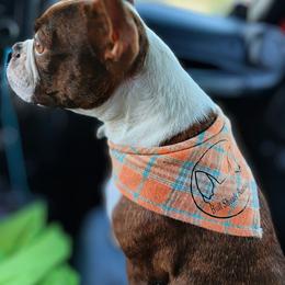 Rossi - Boston Terrier