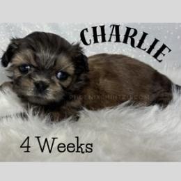 Charlie - Gold male Shih Tzu puppy in Hayden, Idaho from Phoenix Shih Tzu