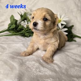 Jasmine - Fawn sable female Havanese puppy in Trinity, Alabama from Tooties Cuties Havanese