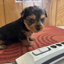 Boy 8 - Parti male Yorkshire Terrier puppy in Bear Creek, North Carolina from Yorkie Time