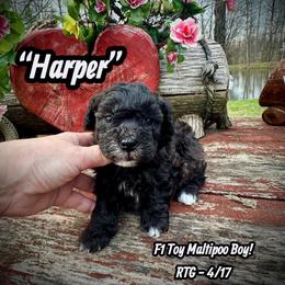 Harper - Black & white male Maltipoo puppy in Coal City, Indiana from Angel Blue Dogs