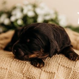 Koa - Black and tan male Cockapoo puppy in Grants Pass, Oregon from Royal Empire Bernedoodles