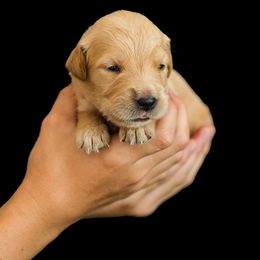 Charlotte (Dark pink) - Dark golden female Golden Retriever puppy in Oregon from A Goldens First Love