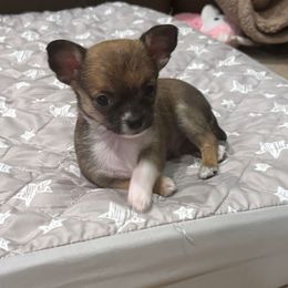 David - Sable spotted white male Chihuahua puppy in East Syracuse, New York from Blissful’s Chihuahuas