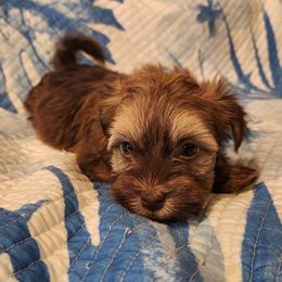Havanese Puppies from Hoku Havanese