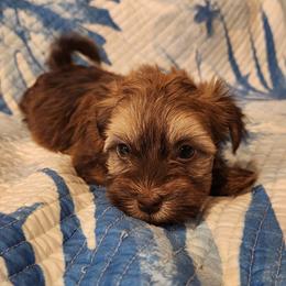 Havanese Puppies from Hoku Havanese