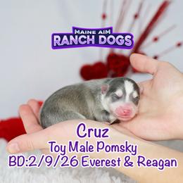 Cruz - Blue male Pomsky puppy in Humeston, Iowa from M.A.R. Dogs