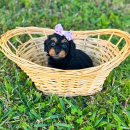 Posh Spice - Phantom female Goldendoodle puppy in Kissimmee, Florida from Poodle Doodle Kennels