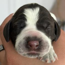 Girl 1 - female German Wirehaired Pointer puppy in Muncie, Indiana from Altitude Kennel