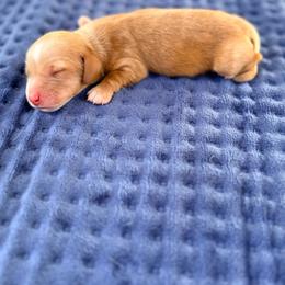 Michelangelo - Red male Dachshund puppy in Marion, Ohio from Doodles & Doxies