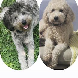 Goldendoodle All Grown Up from 3Dawn Doods